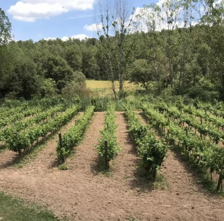 Viñedo Les Acacies verano